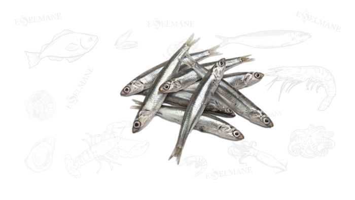 Anchois. الأنشوجة