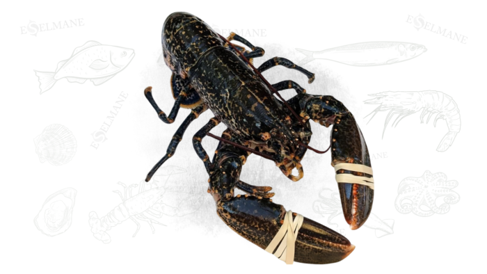 Homard vivant