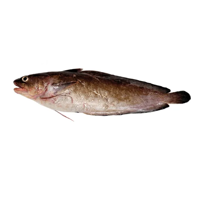 moustel موستيل