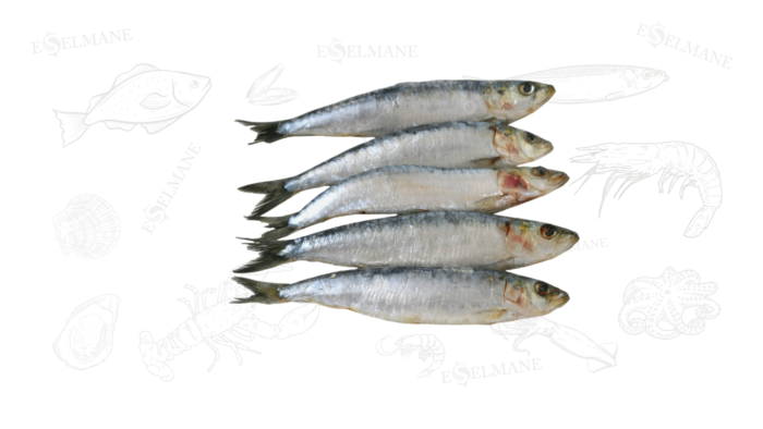 Sardines entier السردين