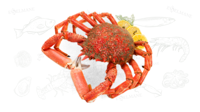crabe araignée de mer