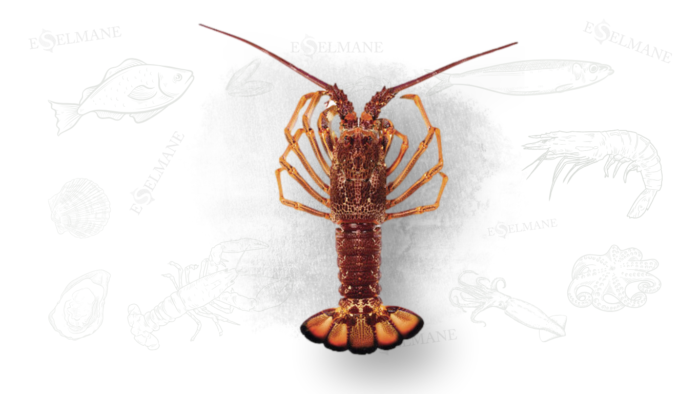langouste